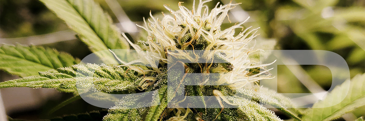 comprar cbd online
