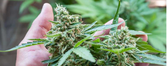 El Cannabis