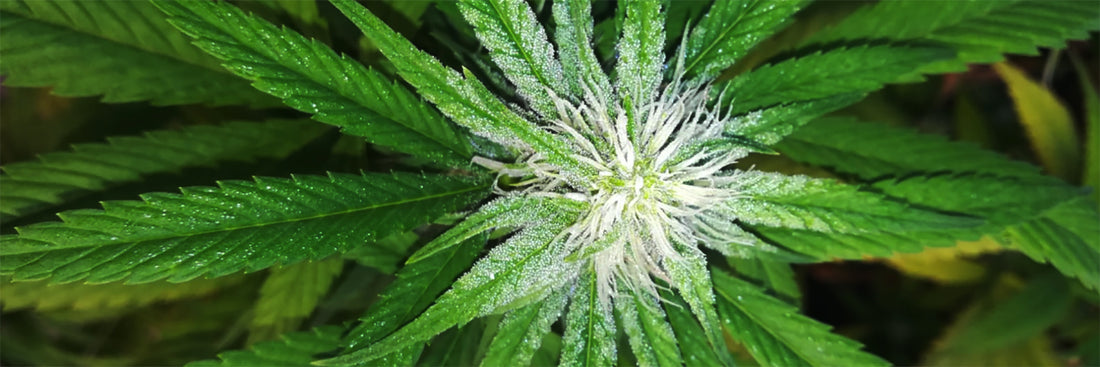 Beneficios del CBD
