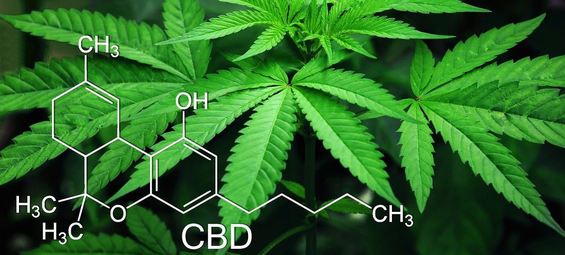 ¿Qué es y cómo se utiliza el CBD?