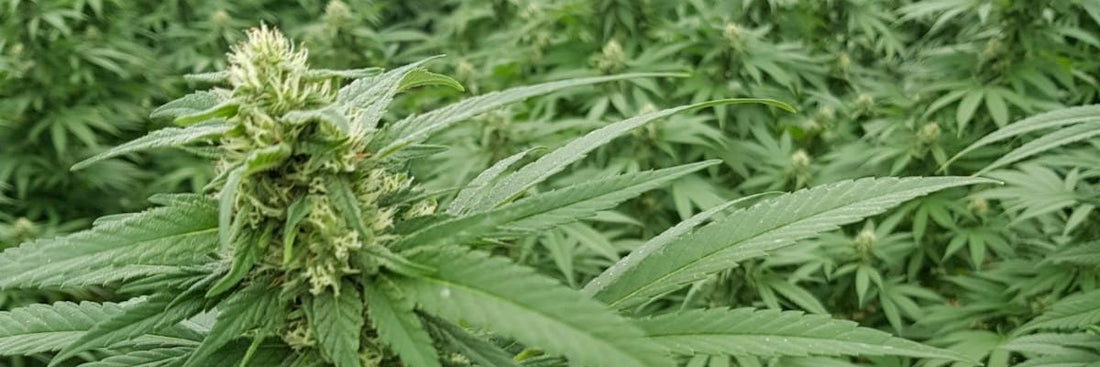 CBD