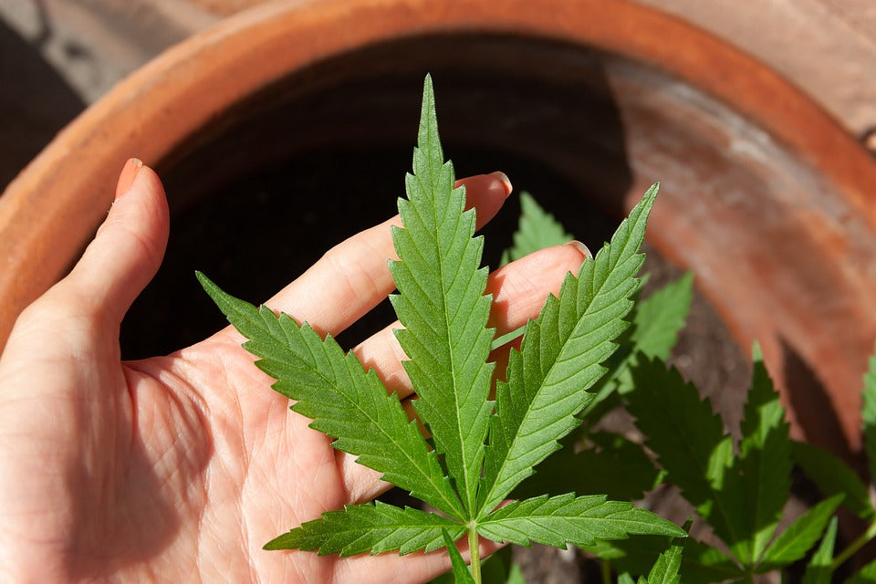 CBD y THC