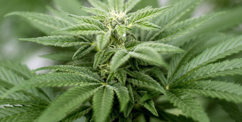 Diferencias entre Cáñamo y Marihuana