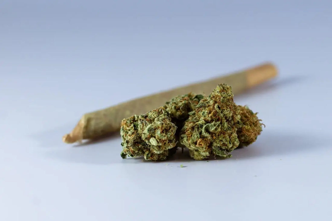 genetica black mamba cbd|black mamba cbd|Black Mamba Greenhouse Light CBD|Genetica Black Mamba CBD