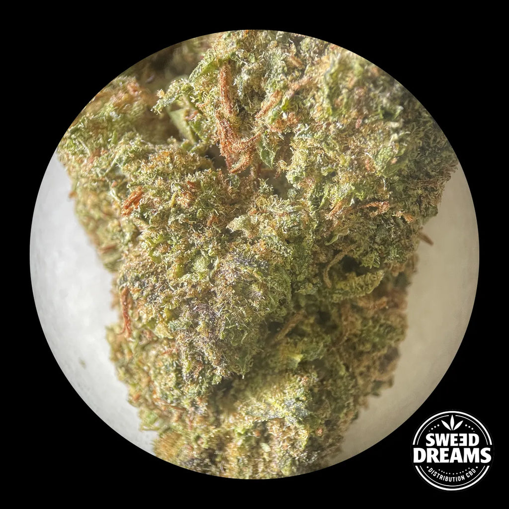 BRUCE BANNER - HIDROPÓNICA