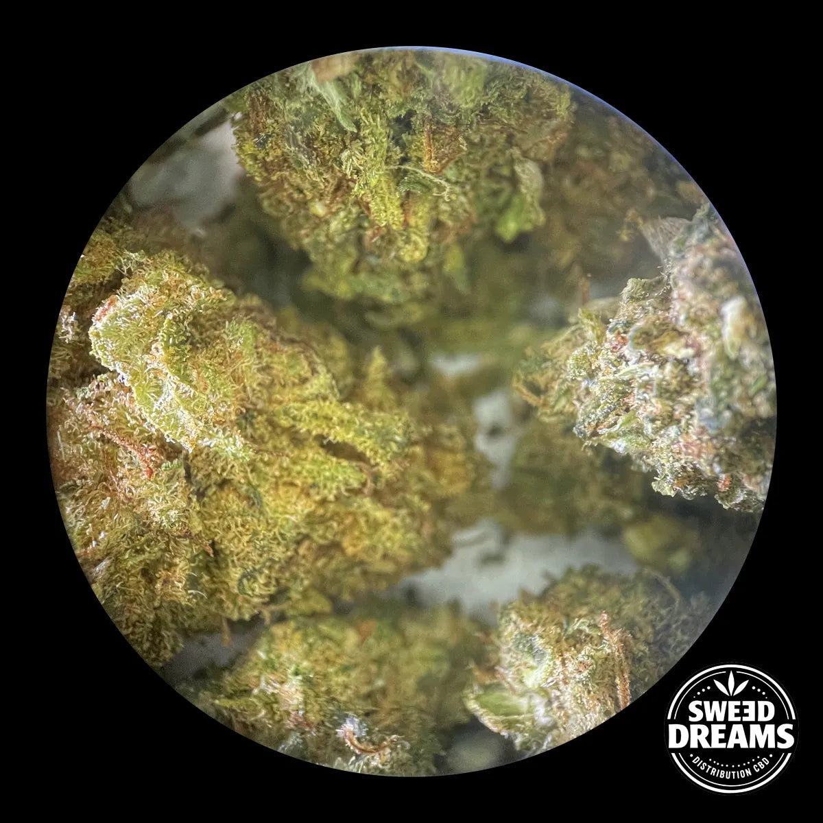 BUBBLE GUM - INDOOR - SMALL BUDS
