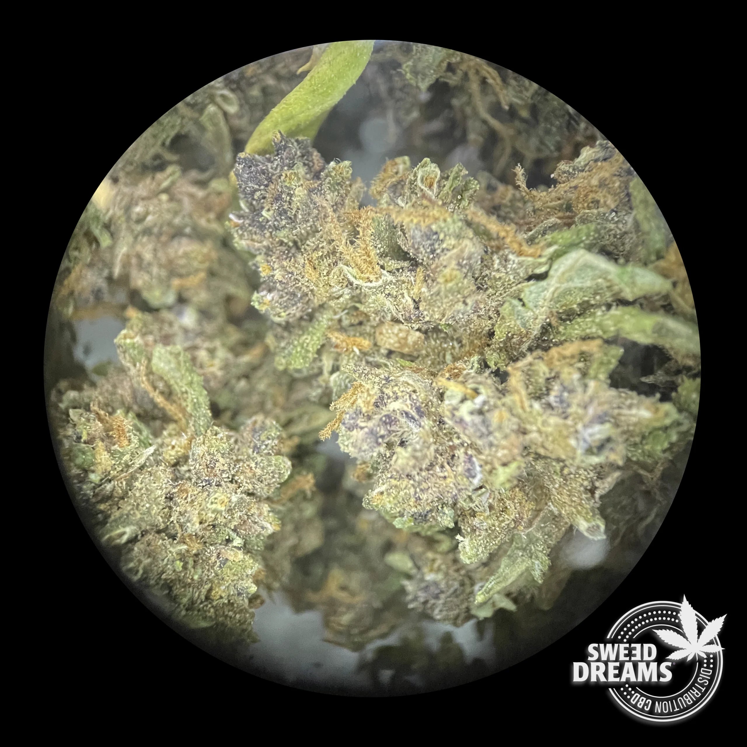 PURPLE - GREENHOUSE - SMALL BUDS