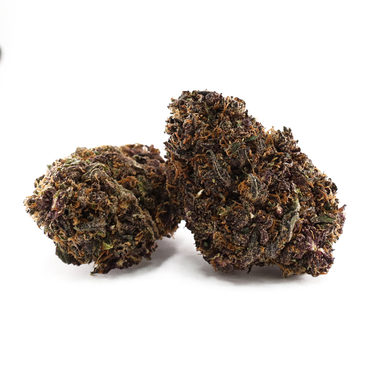 INDOOR - KING LOUISE - CBZ