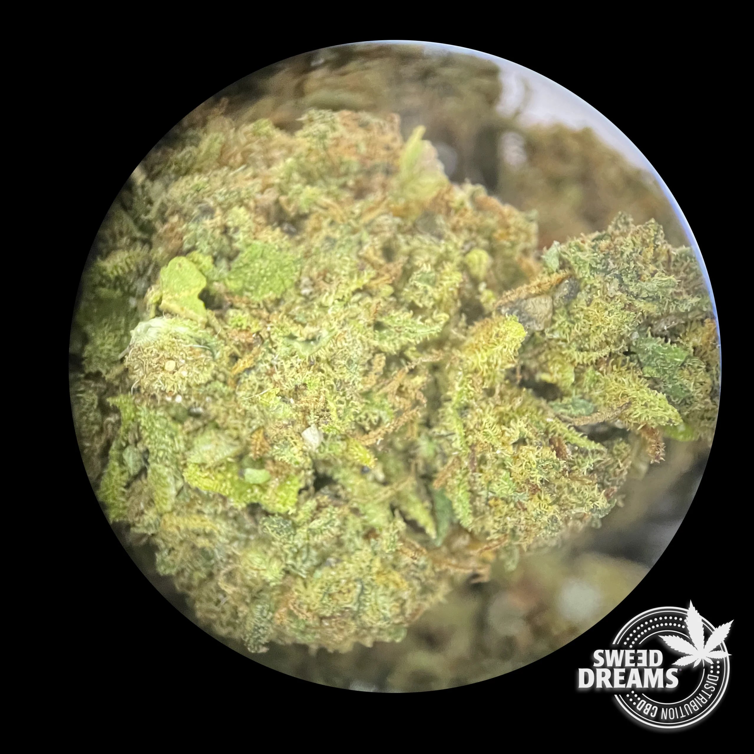 MANGO OG - GLASSHOUSE