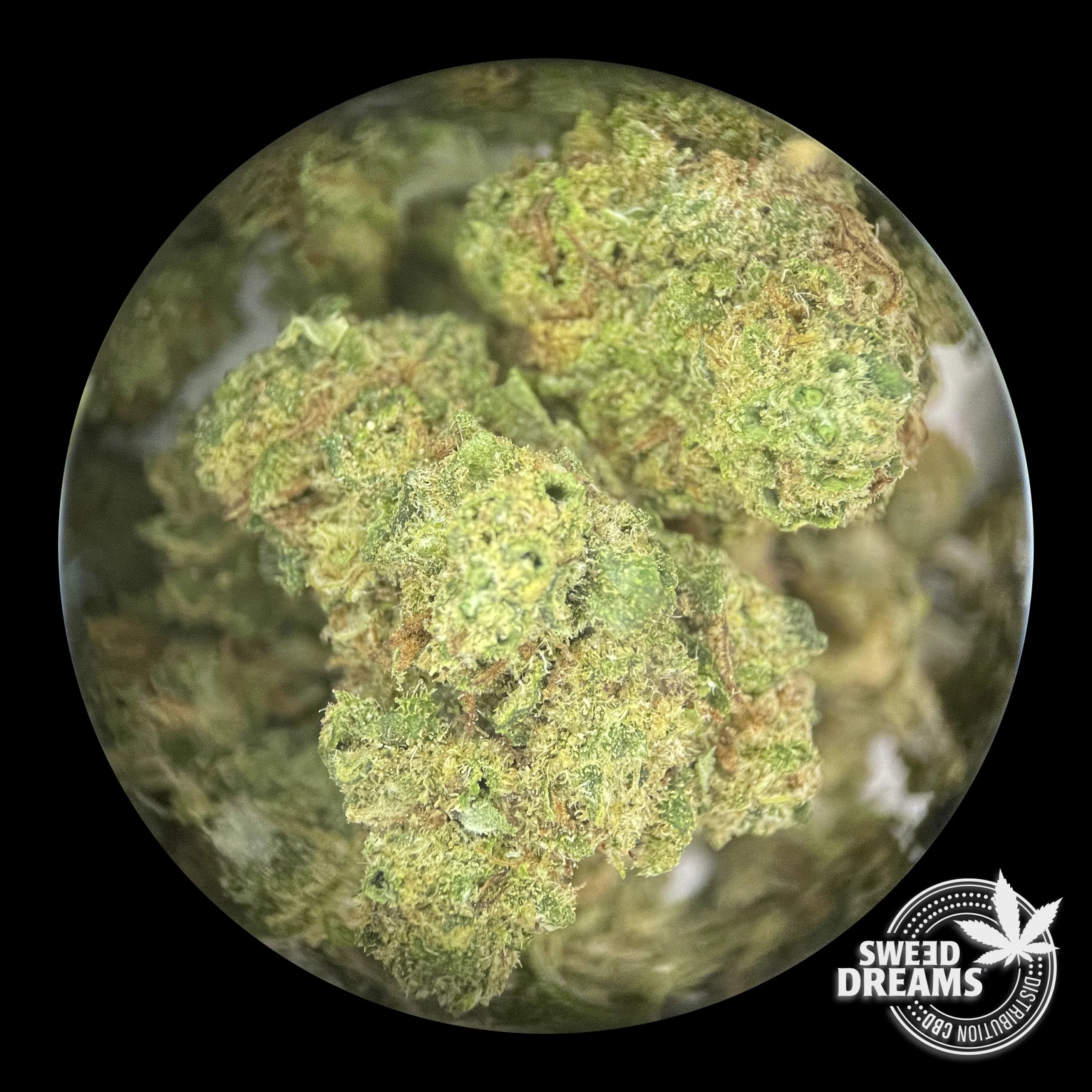ZKITTLEZ - GREENHOUSE - SMALL BUDS