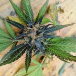 CBD 4 Noticias de CBD IMG 2310 e1556915048548 CBD