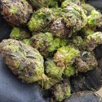 CBD 2 Noticias de CBD IMG 2311 CBD