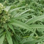 CBD 3 Noticias de CBD IMG 2312 e1612177019467 CBD