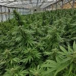 CBD 1 Noticias de CBD IMG 2313 CBD