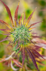 DESCATALOGADO - PACKAGING DESCATALOGADO - Harley Queen 10Gr CBD - Imagen 3