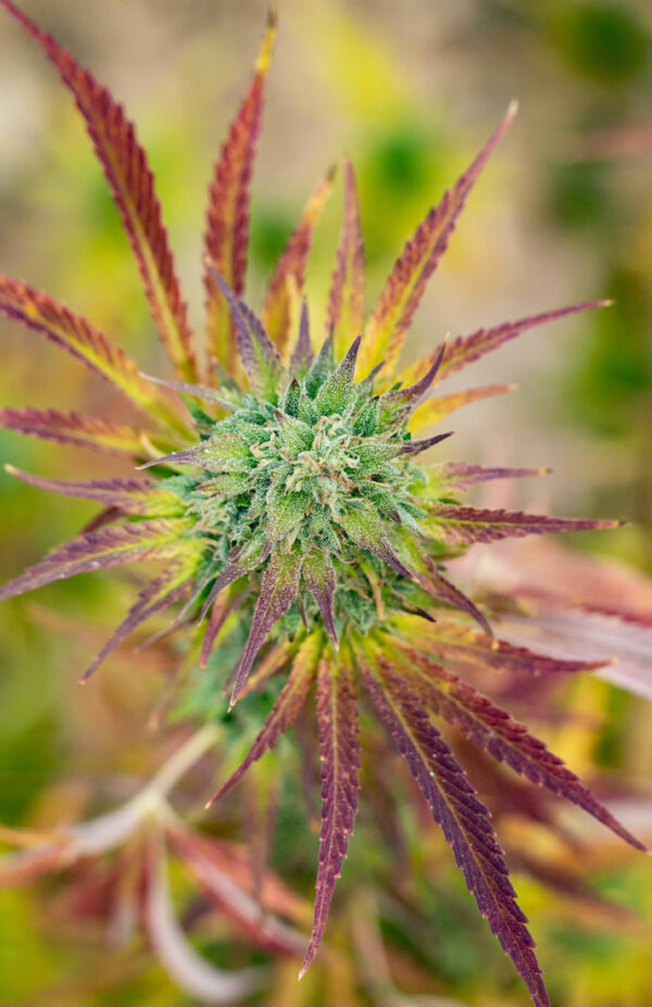 DESCATALOGADO - PACKAGING DESCATALOGADO - Harley Queen 10Gr CBD - Imagen 3