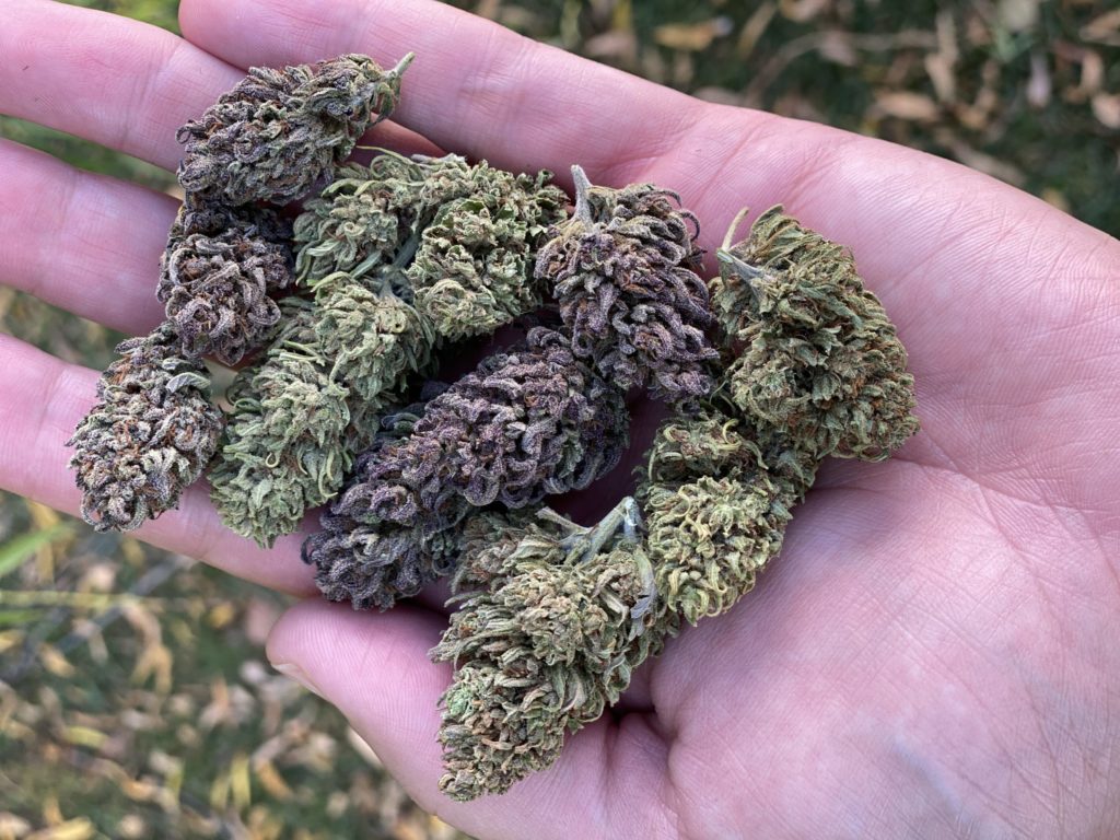 Los mejores cogollos del mercado