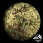 Delorean Haze 2gr - Glass House 5%-10%CBD (2025/26) - Imagen 3