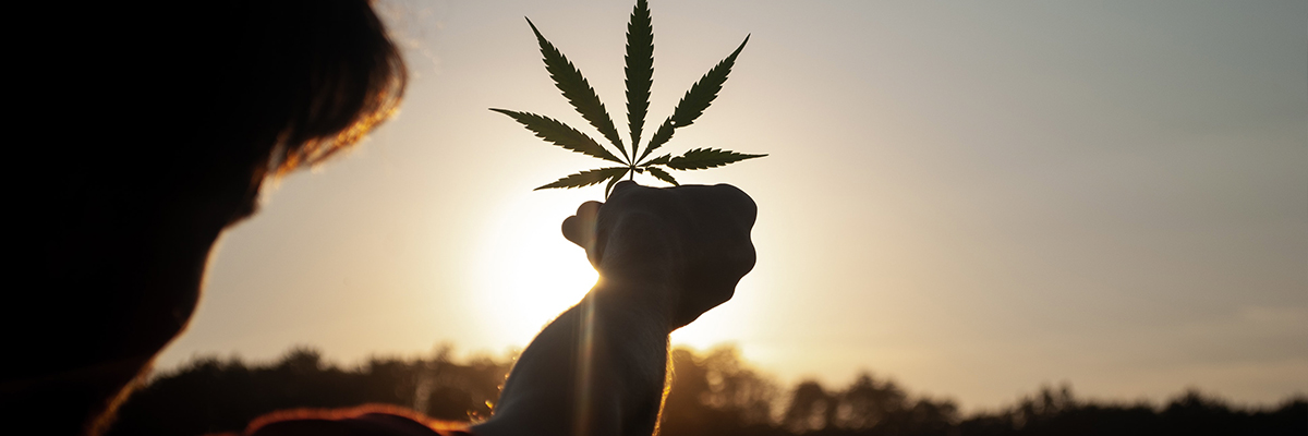 cultivar cannabis legal