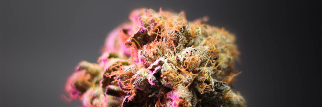 Estas navidades, regala CBD