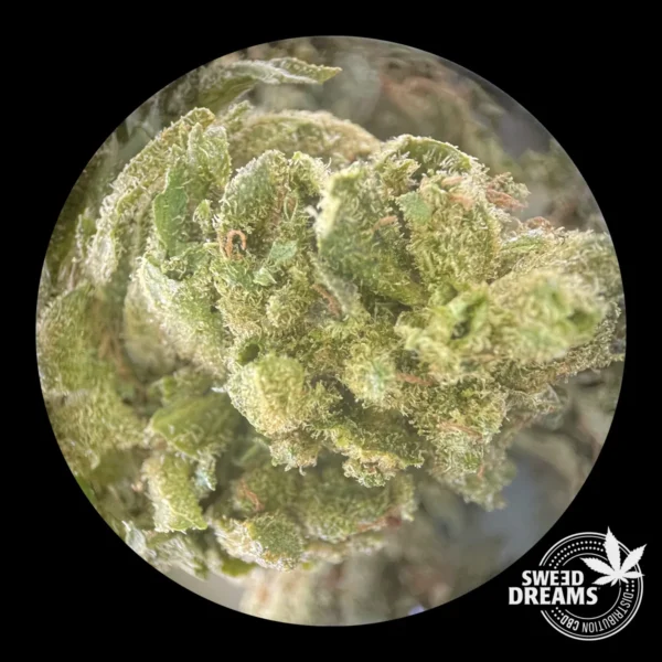 Diesel 2gr - Greenhouse 12%CBD (2025/26) - Imagen 3
