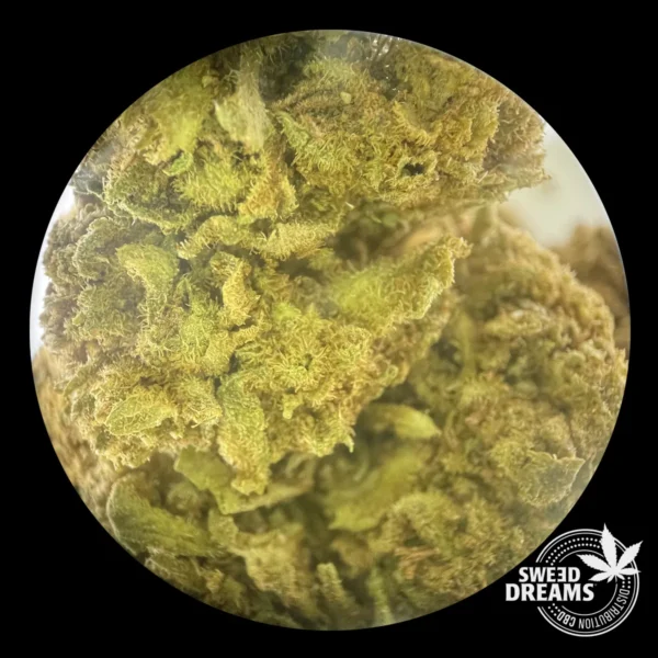 Diesel 2gr - Greenhouse 12%CBD (2025/26) - Imagen 3