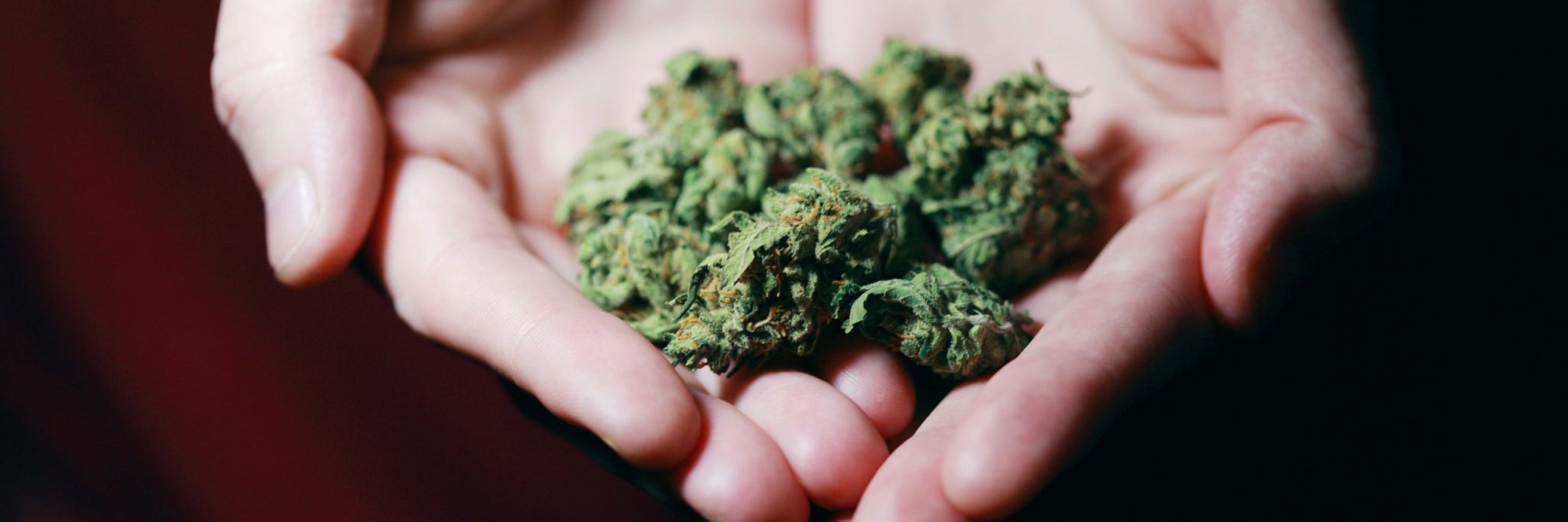 comprar cogollos cbd