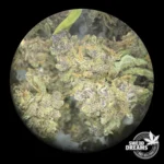 Ice Cream Fruit 1gr - Greenhouse 8%CBD (2025/26) - Imagen 2