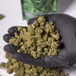 Super DreamSkunk 1gr - Greenhouse 5%-10%CBD (2025/26) - Imagen 3