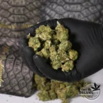 Lavender Kush - Glass House 6%-10%CBD (2025/26) - Imagen 2