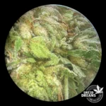 Lavender Kush - Glass House 6%-10%CBD (2025/26) - Imagen 3