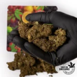 Bushberry 2g - Green House 8,5%CBD - OFERTA 3x2!! - Imagen 2