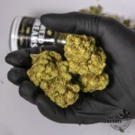 Amnesia Haze 2,5g - Hidropónica 13%CBD (2025/26) - Imagen 3