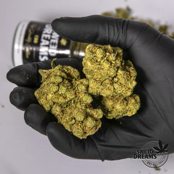 Amnesia Haze 2,5g - Hidropónica 13%CBD (2025/26) - Imagen 3