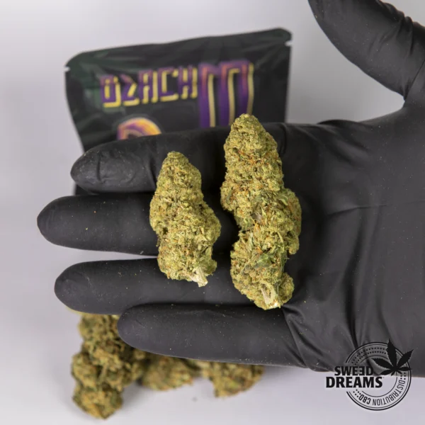 Amnesia Haze 2gr - Glass House 12%-15%CBD (2025/26) - Imagen 2