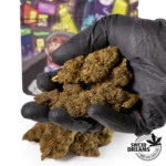 Yutzu 2gr - Indoor - OFERTA 3x2!! - Imagen 2