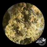 Yutzu 2gr - Indoor - OFERTA 3x2!! - Imagen 4