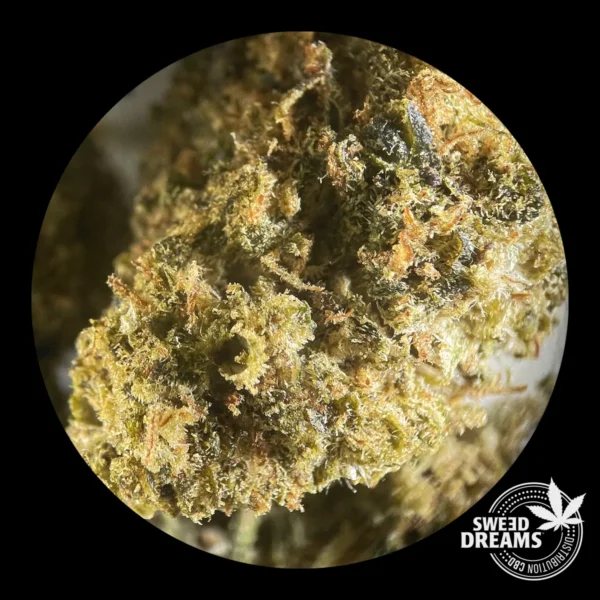 Yutzu 2gr - Indoor - OFERTA 3x2!! - Imagen 4