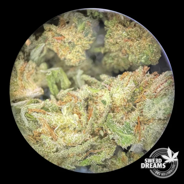 Golden Sweed Mix 50 (2025/26) - Imagen 2