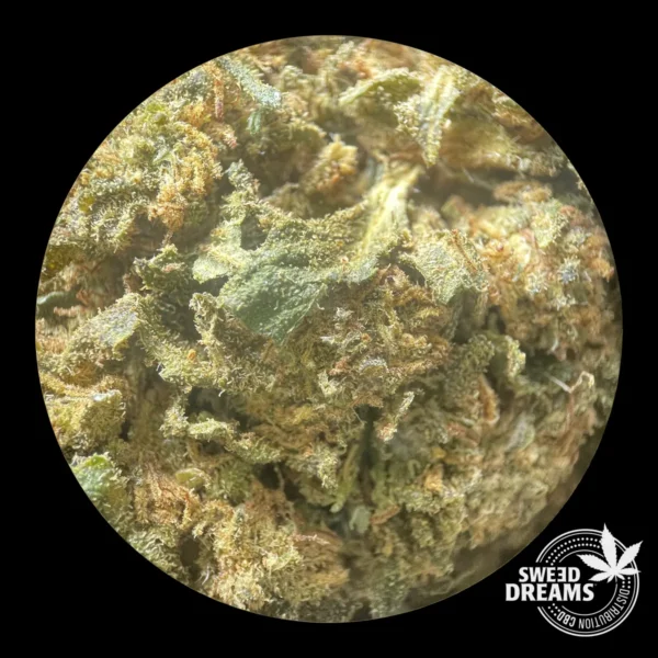 Harley Queen 5g 3x2 !! - Imagen 4