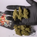 Legendary White 1gr - Glass House 12%-15%CBD (2025/26) - Imagen 2