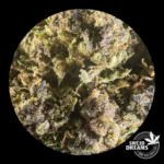 Mendocino Purple Broccoli Collection, 3x2 !! - Imagen 3