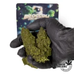 Mendocino Purple Broccoli Collection, 3x2 !! - Imagen 2