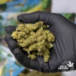 Orange Bud - Glass House 9%CBD (2025/26) - Imagen 3