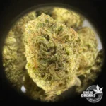 Orange Bud - Glass House 9%CBD (2025/26) - Imagen 3
