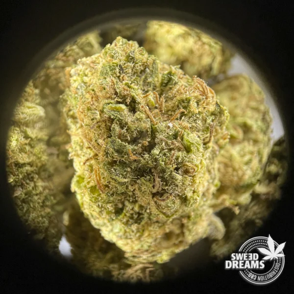 Orange Bud - Glass House 9%CBD (2025/26) - Imagen 3