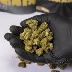 Lifter USA - Indoor 9%CBD (2025/26) - Imagen 3