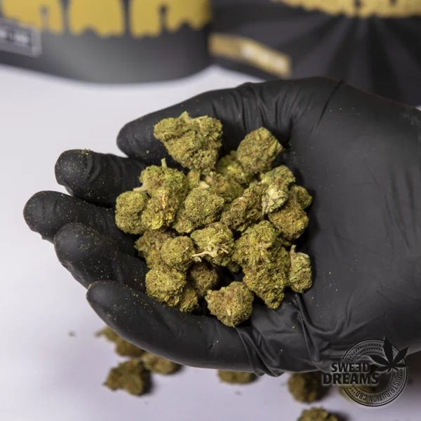Lifter USA - Indoor 9%CBD (2025/26) - Imagen 3