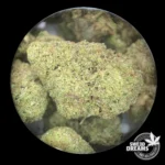 Lifter USA - Indoor 9%CBD (2025/26) - Imagen 2