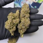 Ultra Pink - Green House 14%CBD (2025/26) - Imagen 4